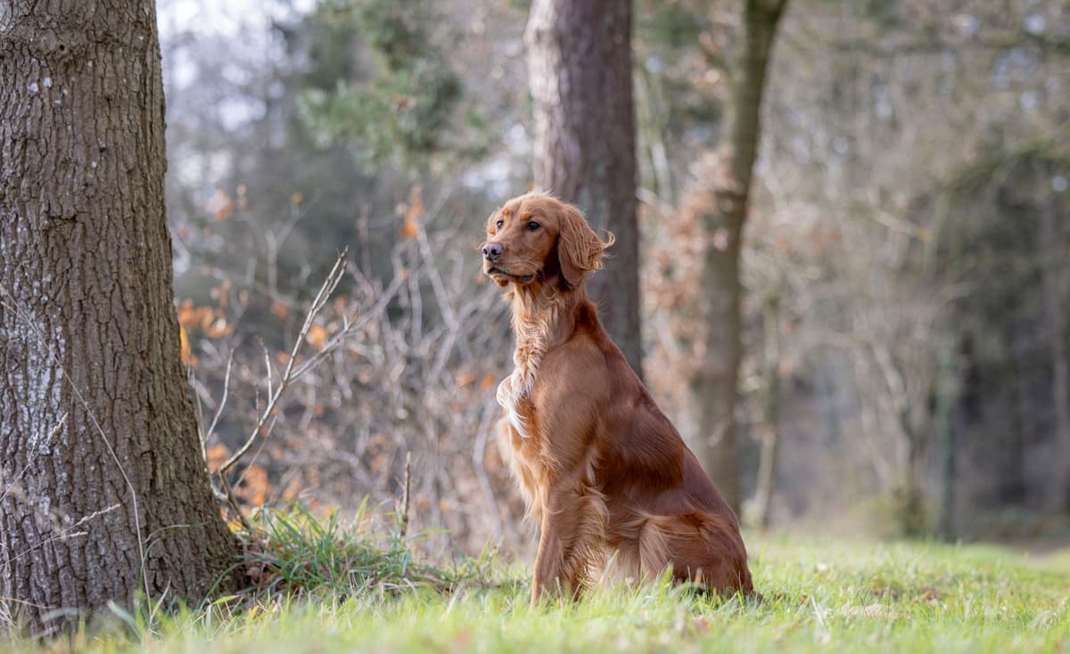 Hund in der Natur nach ganzheitlicher Behandlung, frei und beweglich