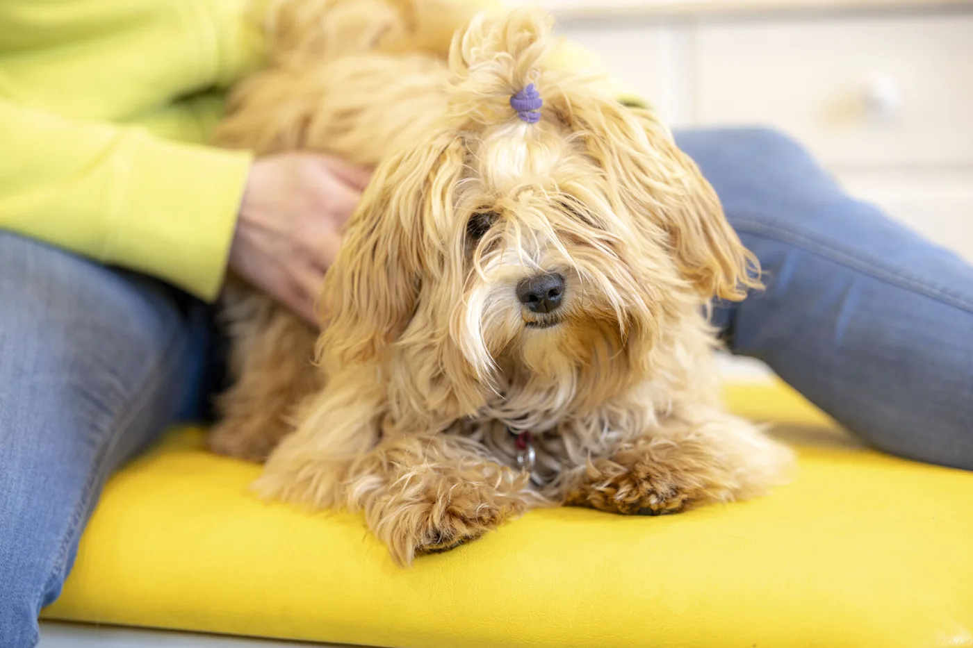 Behandlung Hund